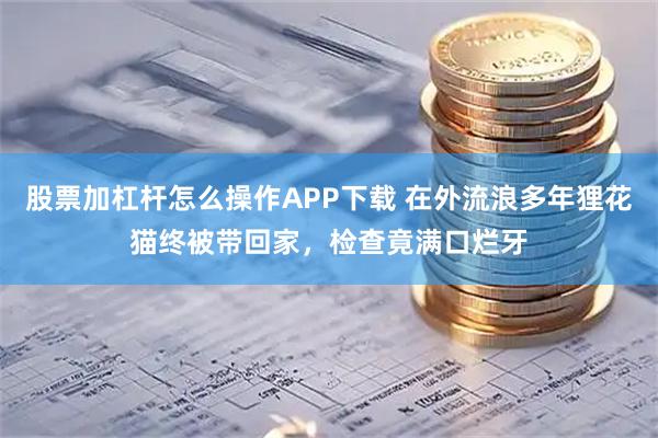 股票加杠杆怎么操作APP下载 在外流浪多年狸花猫终被带回家，检查竟满口烂牙