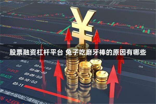 股票融资杠杆平台 兔子吃磨牙棒的原因有哪些