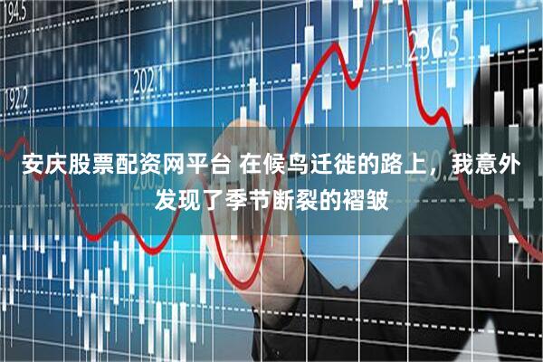 安庆股票配资网平台 在候鸟迁徙的路上，我意外发现了季节断裂的褶皱